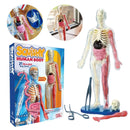 Corpo Humano 3D Montessori